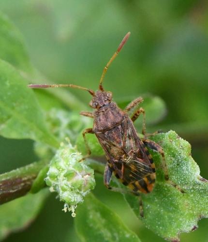 Stictopleurus sp.